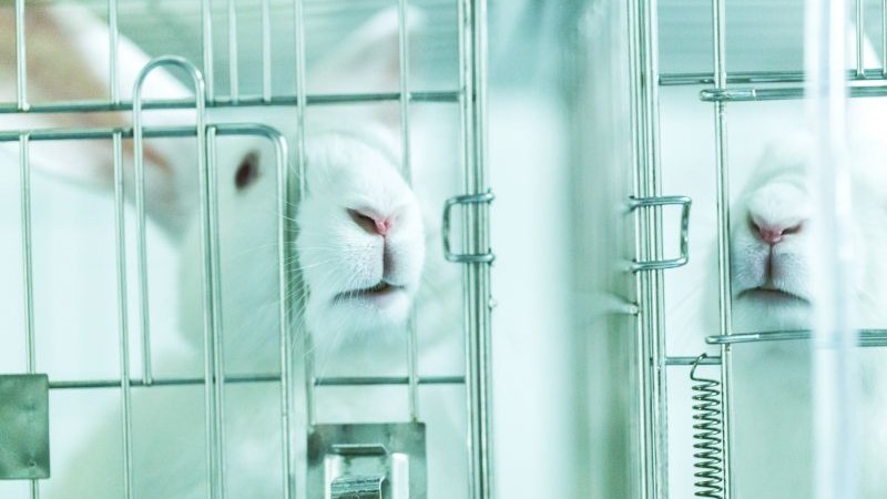 caged rabbit
