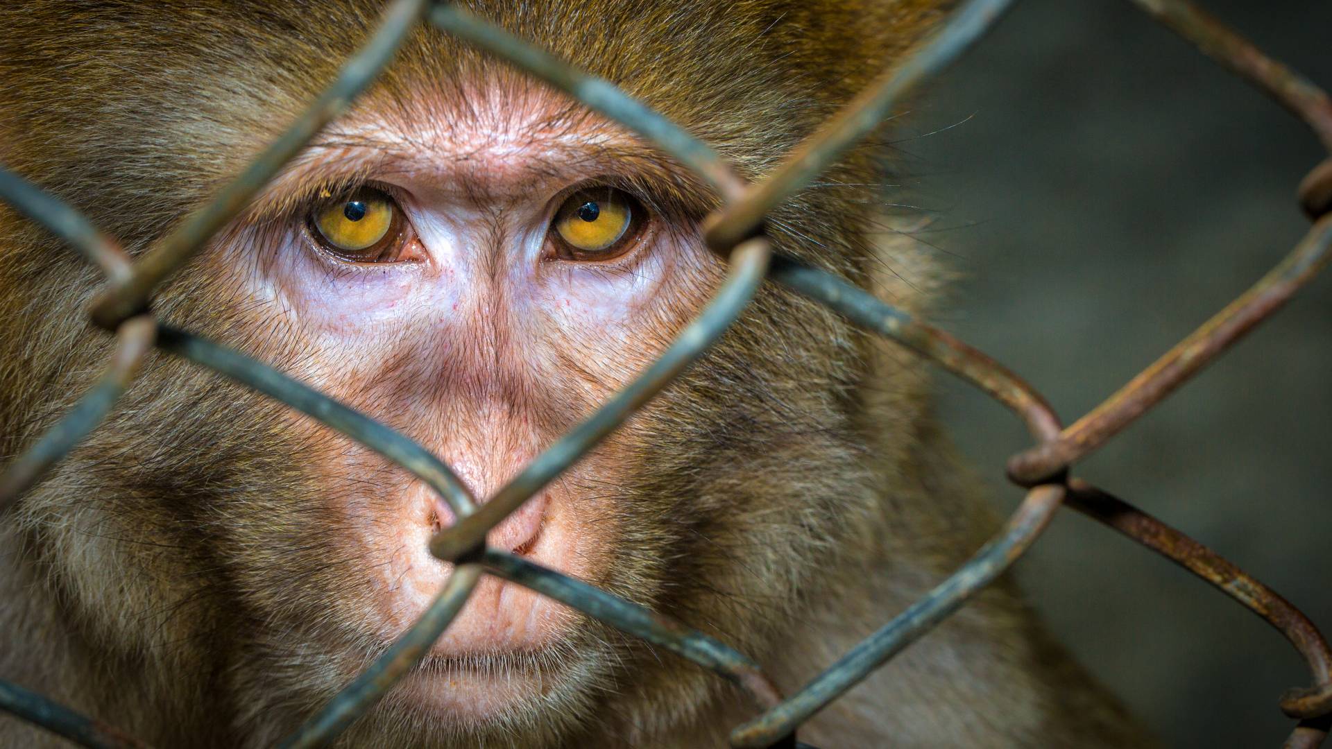 Physicians Committee’s Lawsuit Against Elon Musk Company Neuralink Reveals Existence of Hundreds of Photos of Monkeys Used in Painful Experiments
