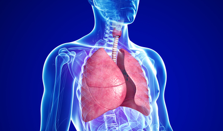 3d-lung-model