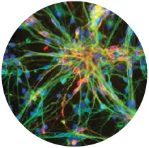 3d-printed-brain