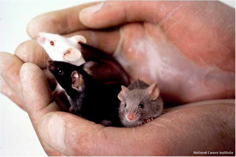 Stem Cells Offer New Alternative to Animals for Skin Tests