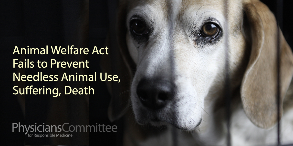 Animal Welfare Act Fails to Prevent Needless Animal Use, Suffering, Death