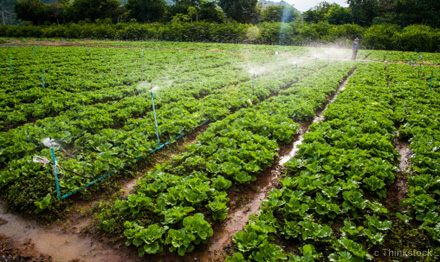 bacteria-lettuce-farm