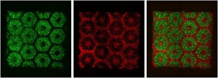 biometric-liver-tissue