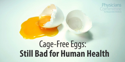 cage-free-eggs