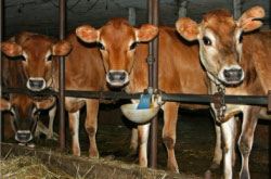cows