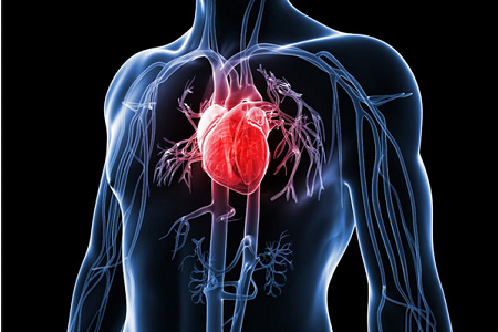 heart-disease-research