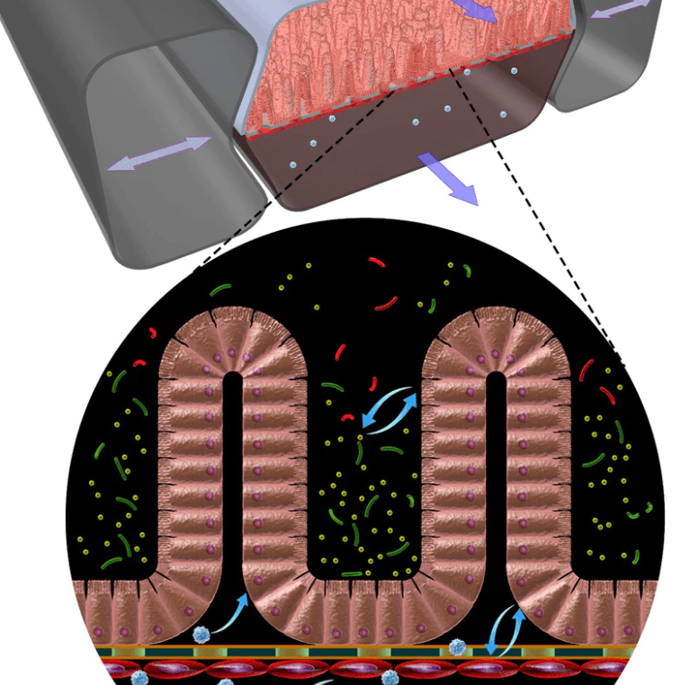 intestine-chip