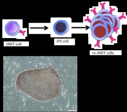ips-cell