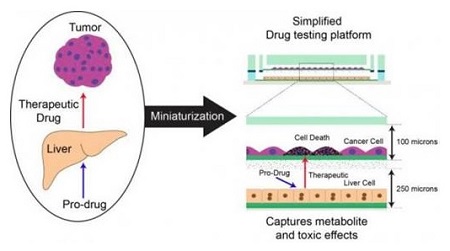 liver-drug-metabolism