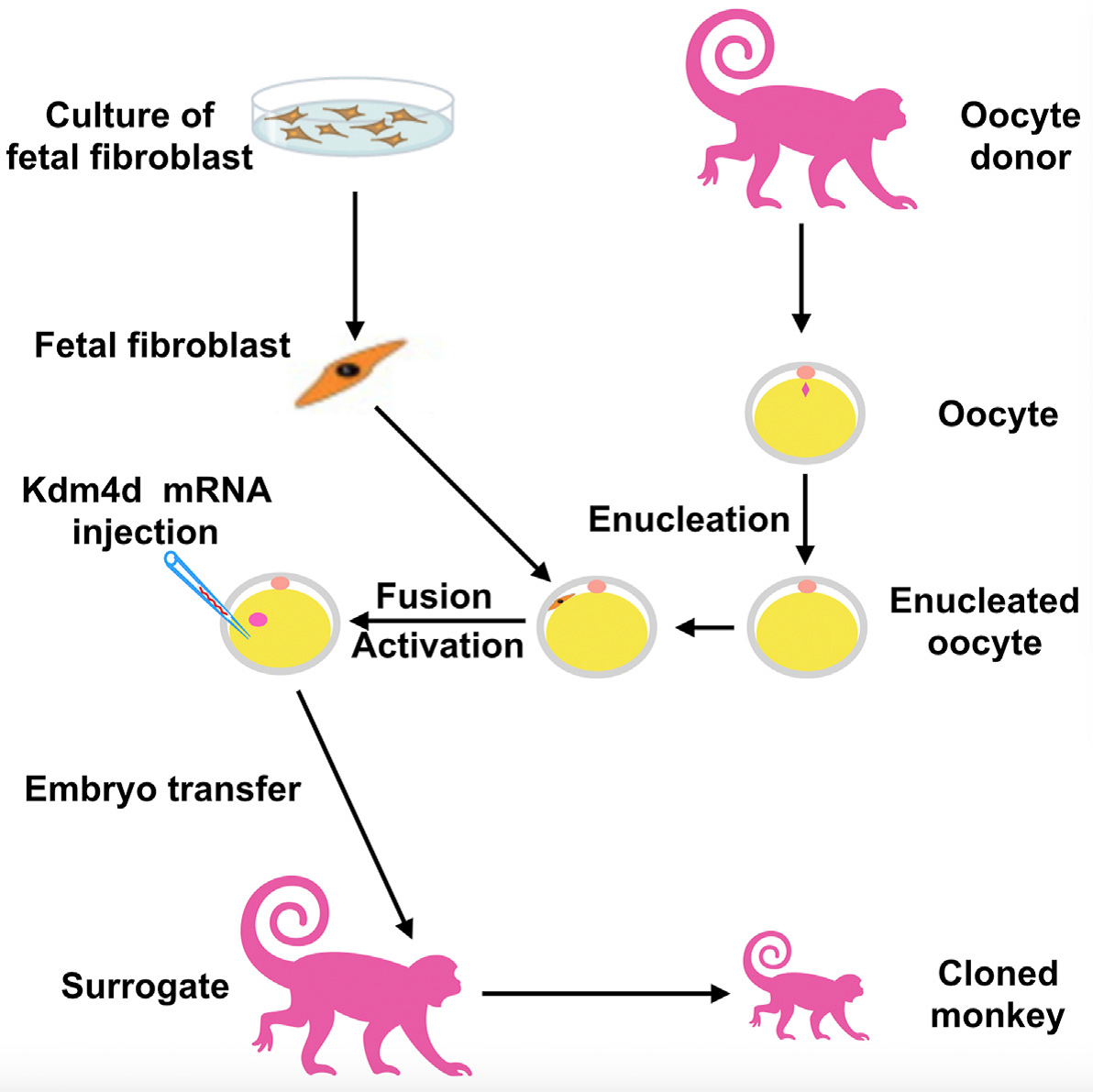 monkey-cloning