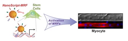 nanoscript-mrf
