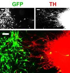 neuronal-connectivity
