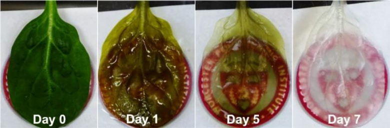 plant-structure-heart-tissue