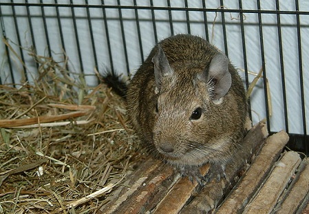rodent-diet