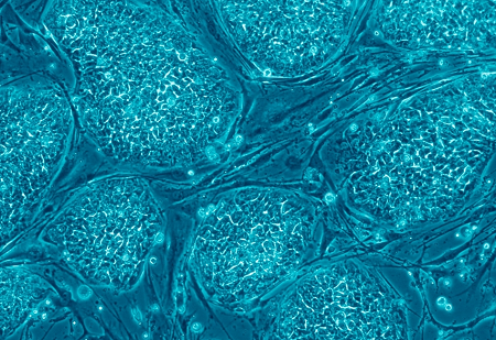stem-cell-research