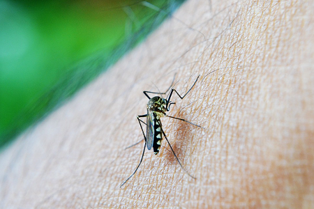 zika-virus