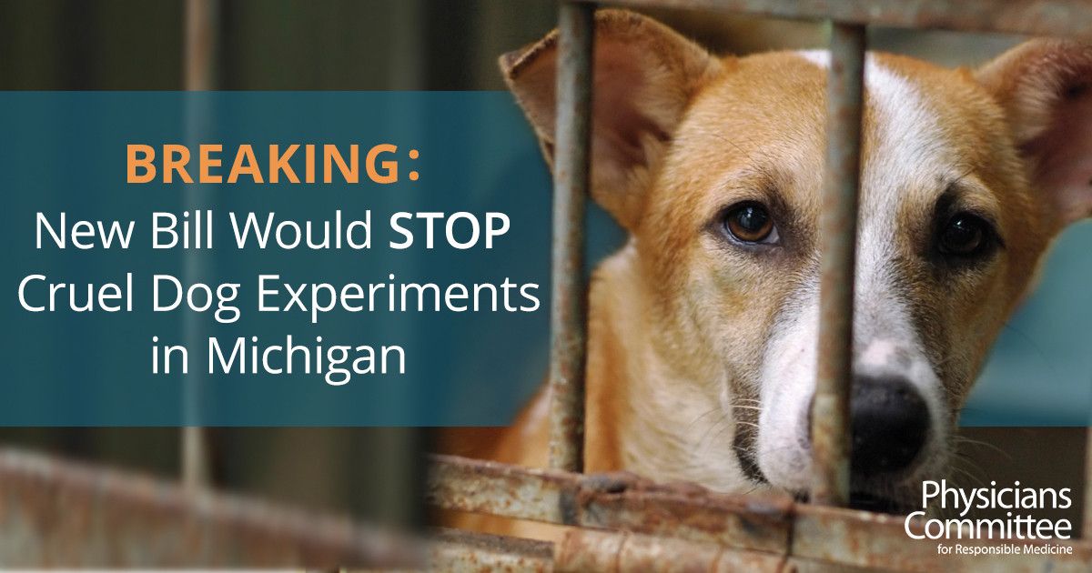 Michigan Bill to Stop Painful Dog Experiments at Public Institutions