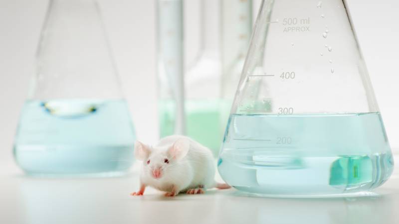 mouse and beakers
