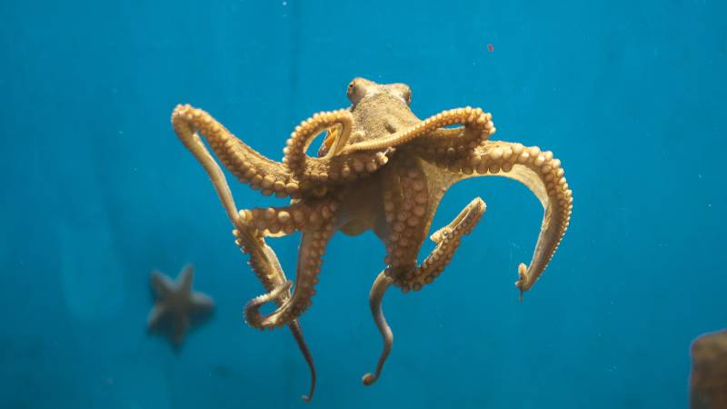 octopus