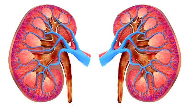 human kidneys