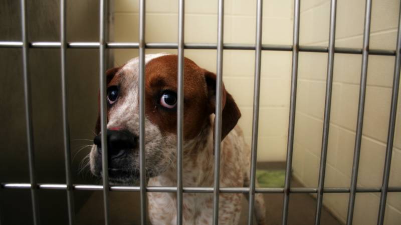 Coronavirus Crisis Has Revealed Wayne State University’s Fixation on Cruel, Useless Dog Experiments
