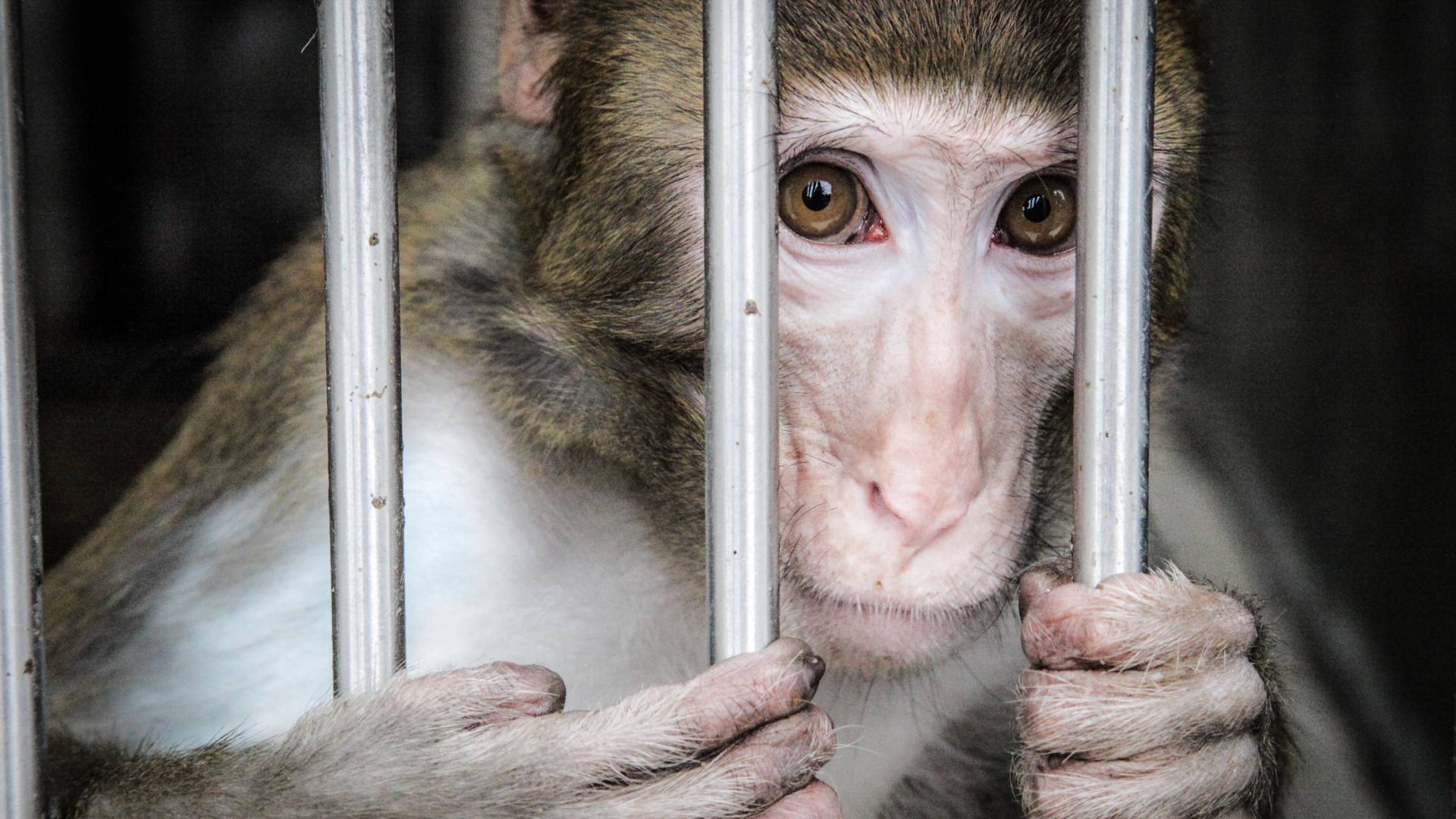 We Don't Need More Monkeys, We Need a New Strategy to Test Vaccines