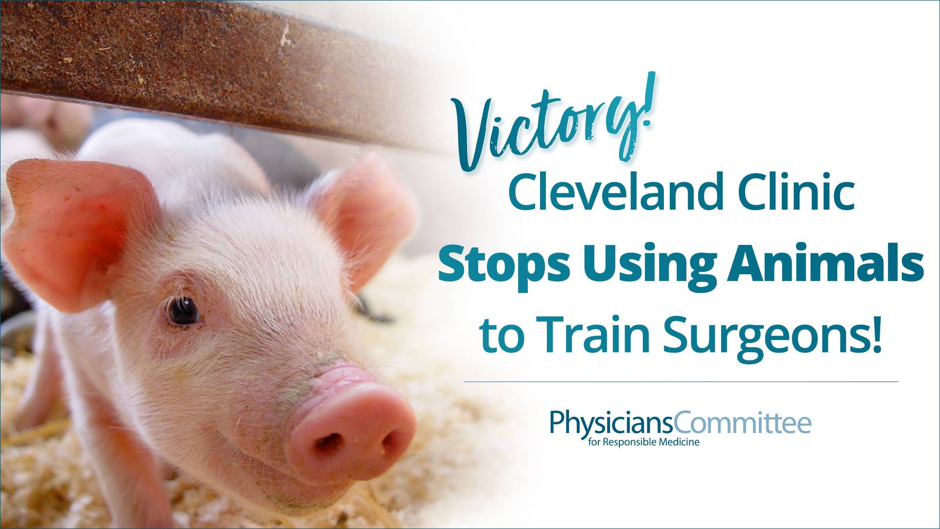 Two More Surgeon Training Programs End Live Animal Use!