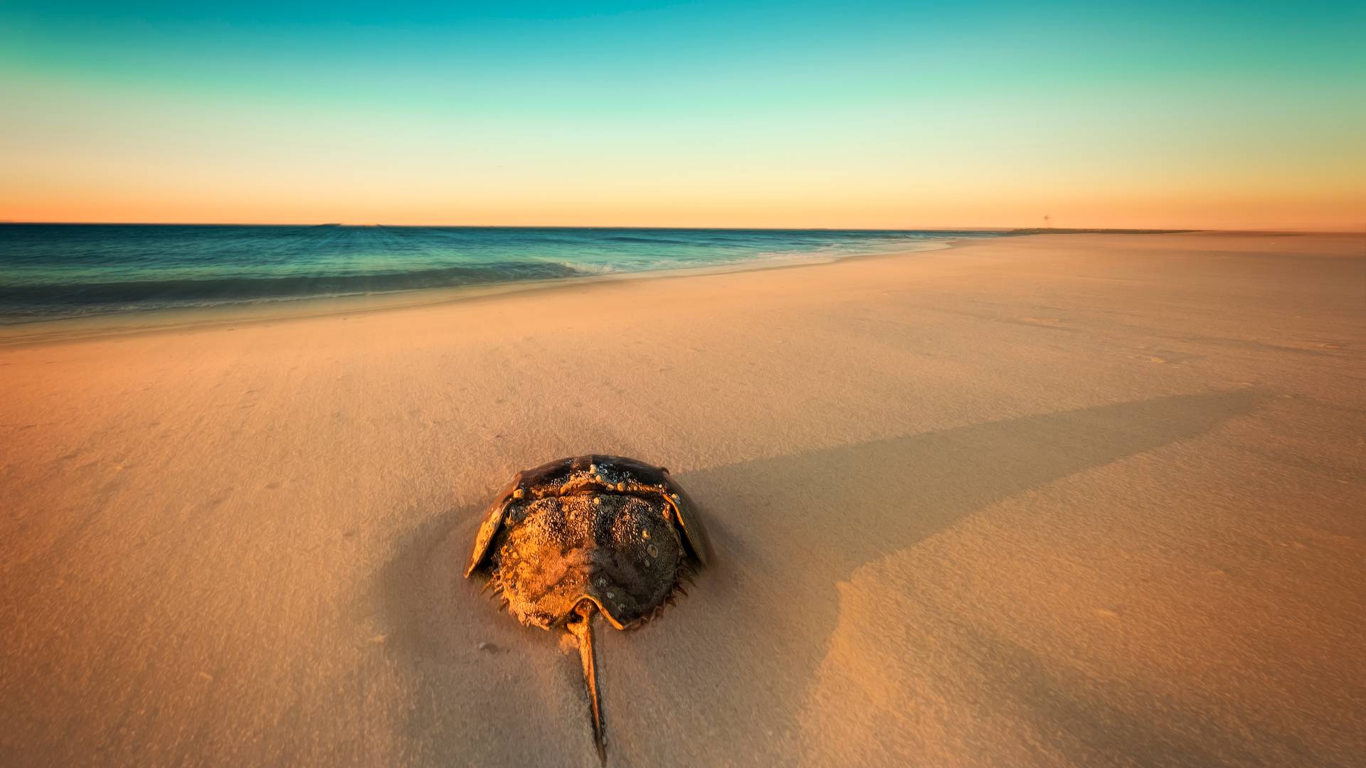 horseshoe crab