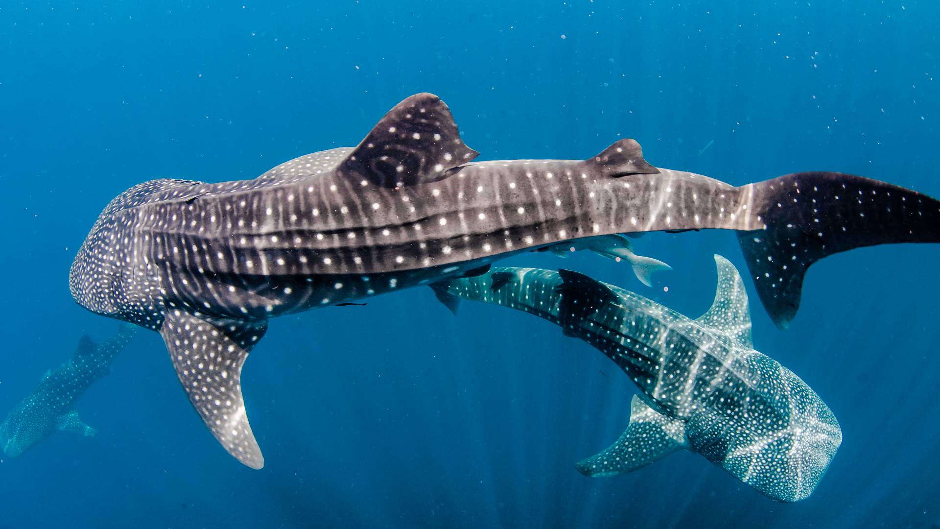 whalesharks