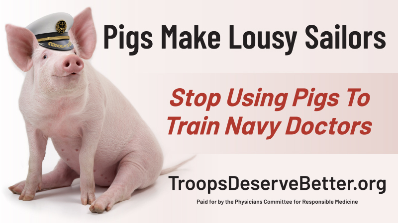 Pigs Make Lousy Sailors