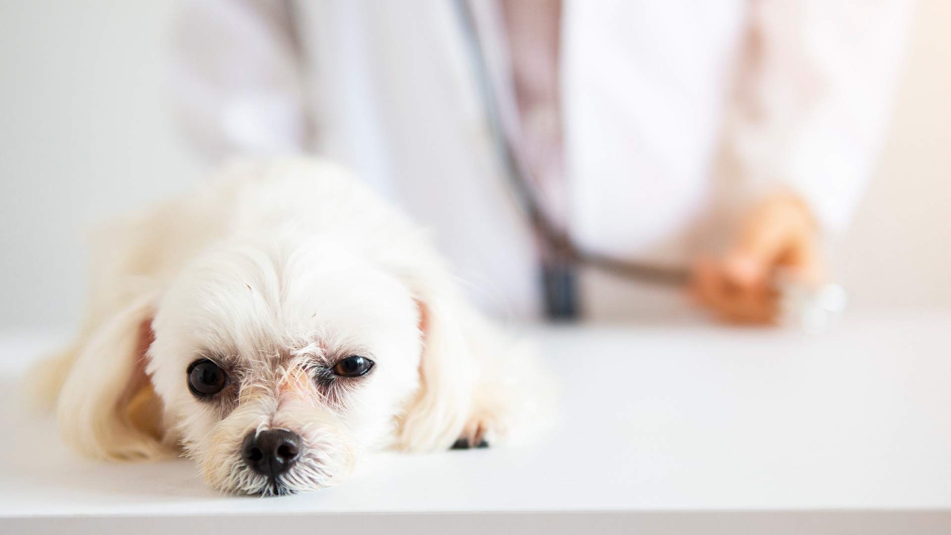 dog with doctor