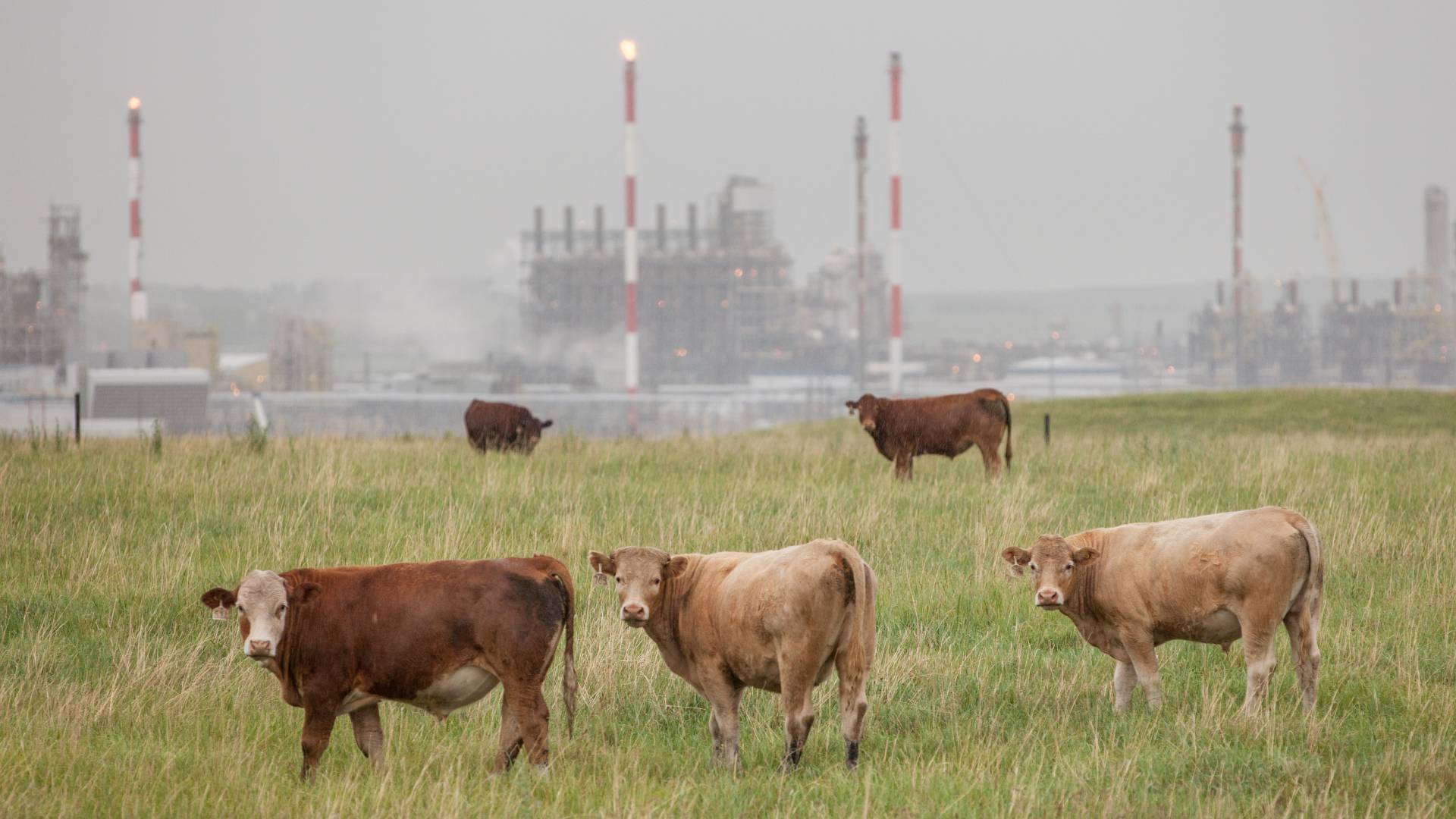 Why White House Must Call for Cutting . Meat Production to Tackle  Climate Crisis