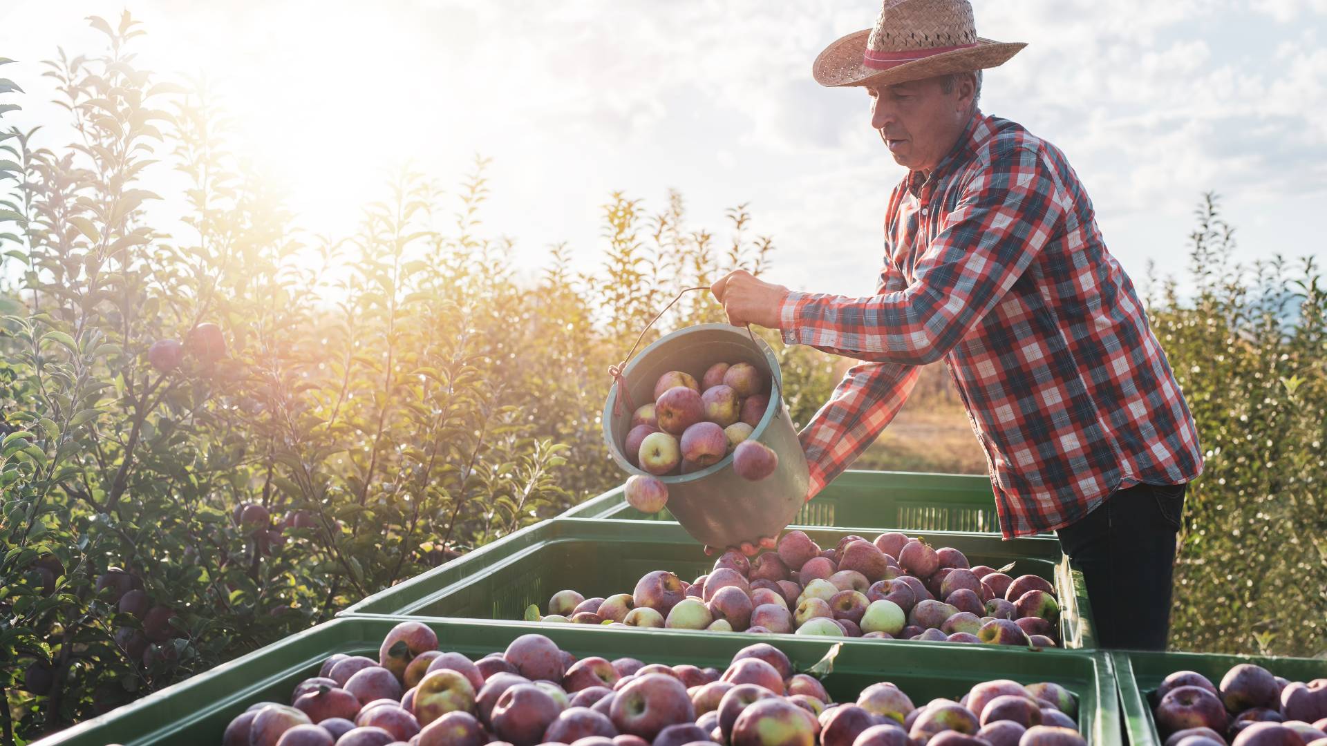 apple farmer