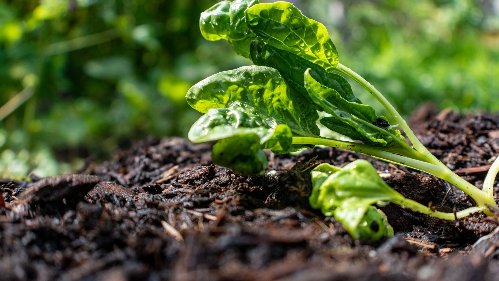 baby spinach