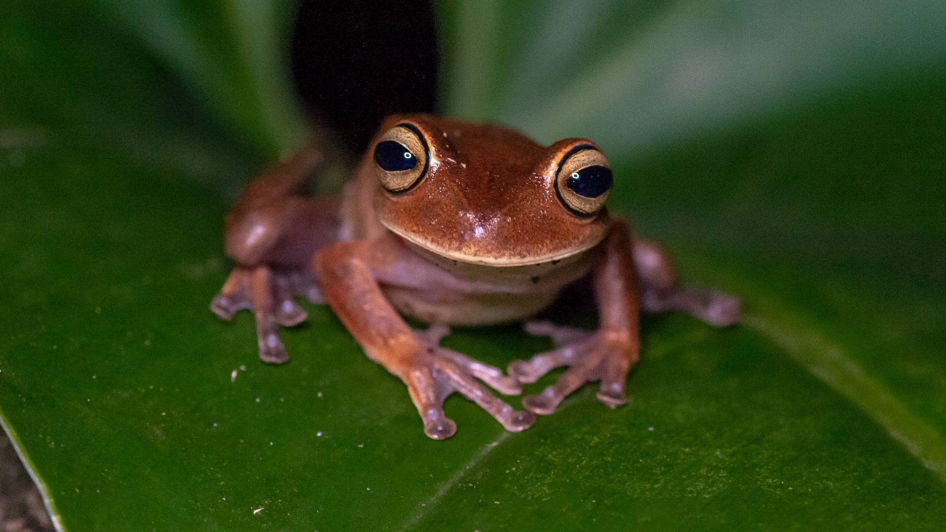 frog on leaf