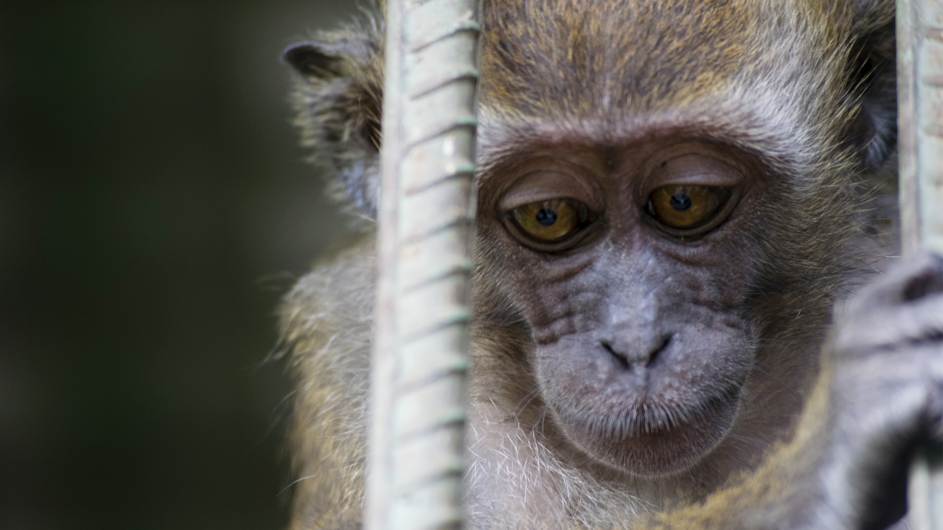 Monkey in cage