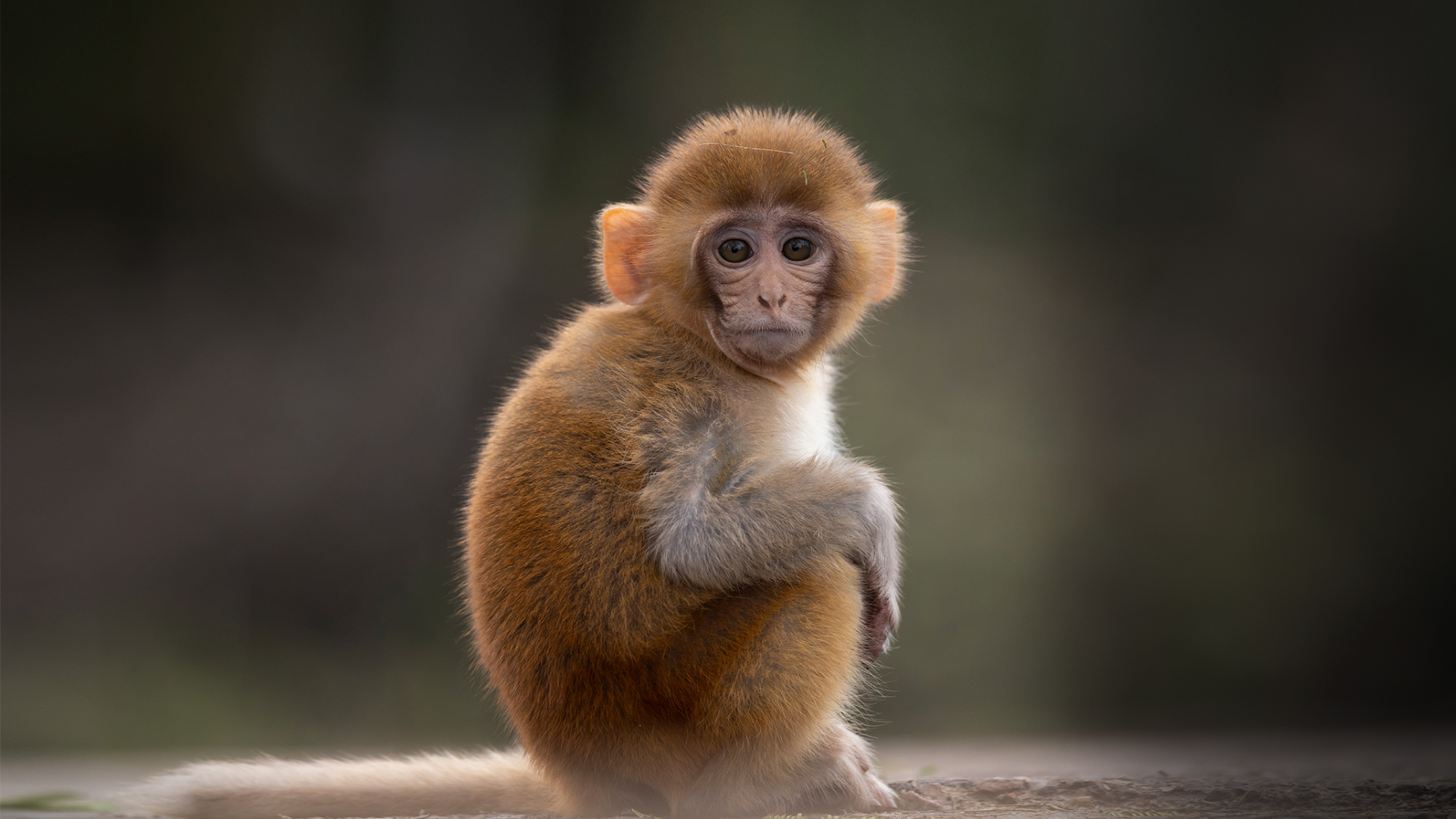 Cruel Experiments on Monkeys Should Stop at Harvard Medical School