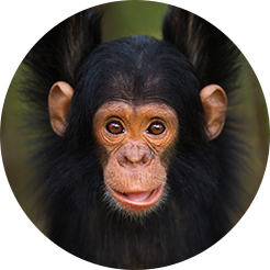 The NIH stopped all its experiments on chimpanzees and plans to replace animal use in toxicity testing.