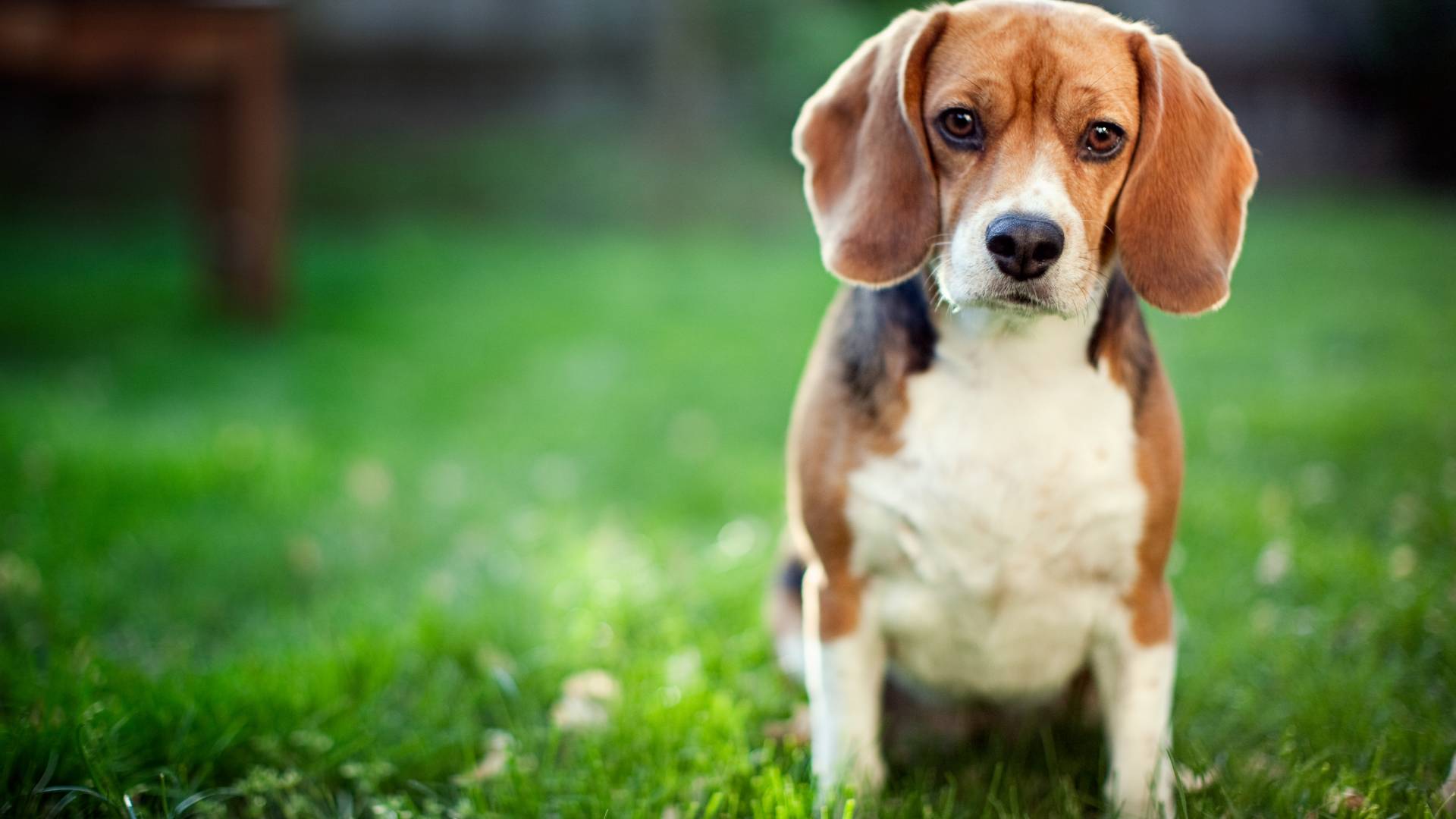 beagle in field