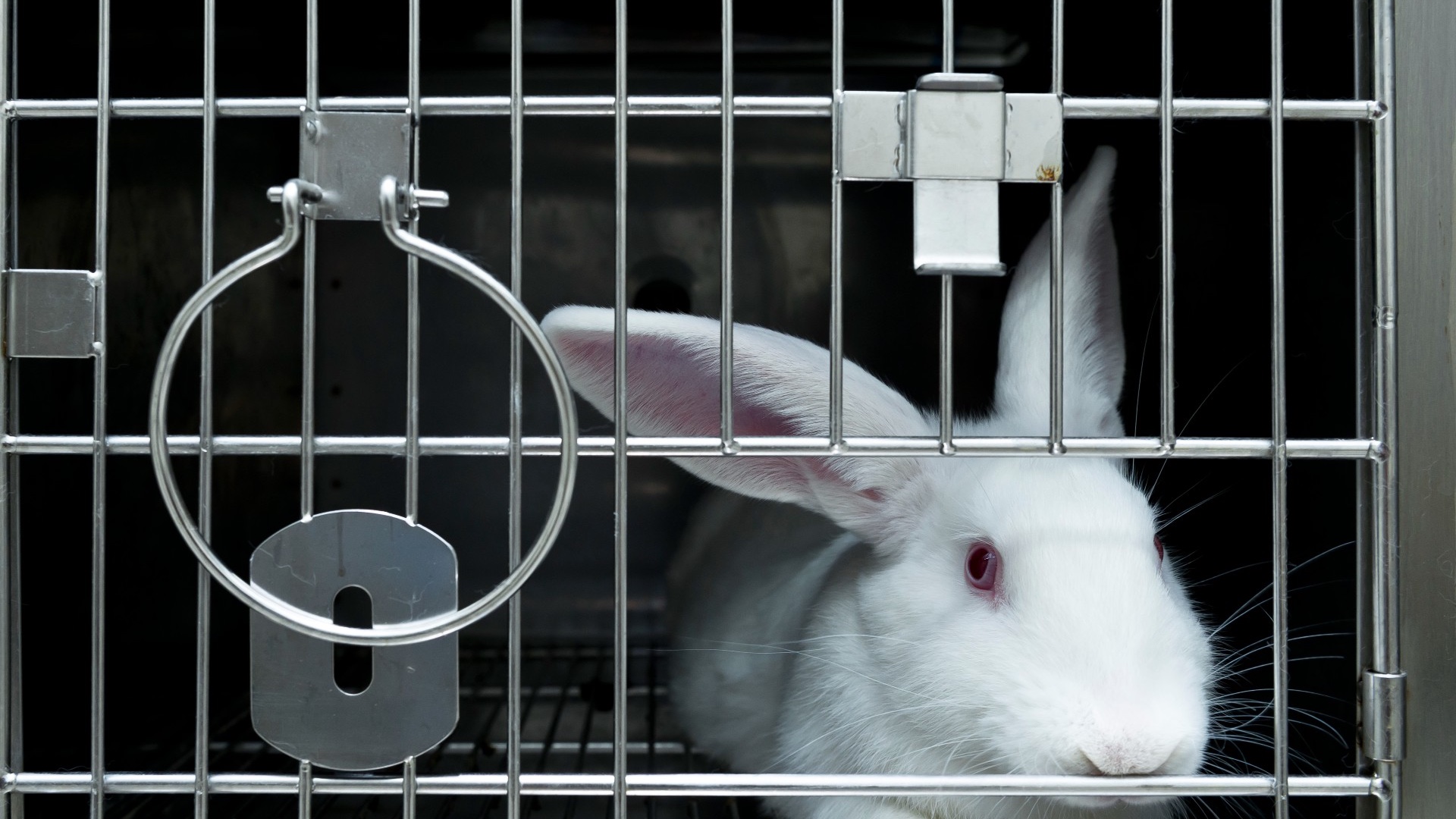 Bunny in cage