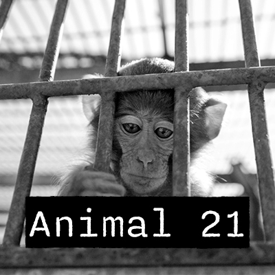 Animal 21