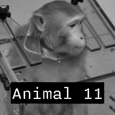 Animal 11