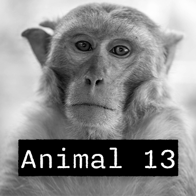Animal 13