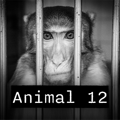 Animal 12