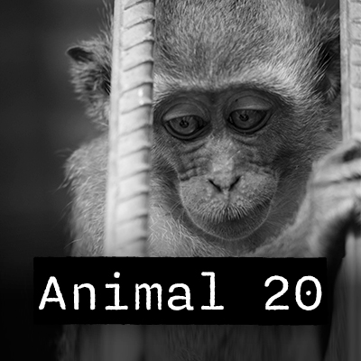 Animal 20