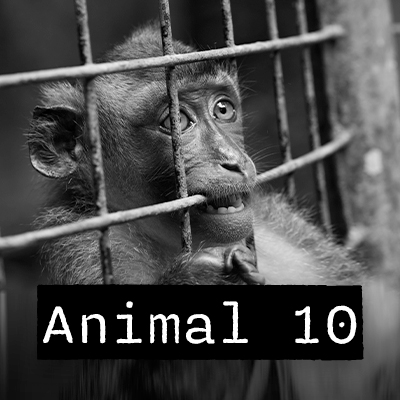 Animal 10