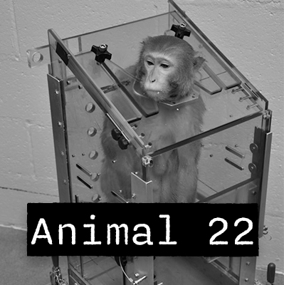 Animal 22