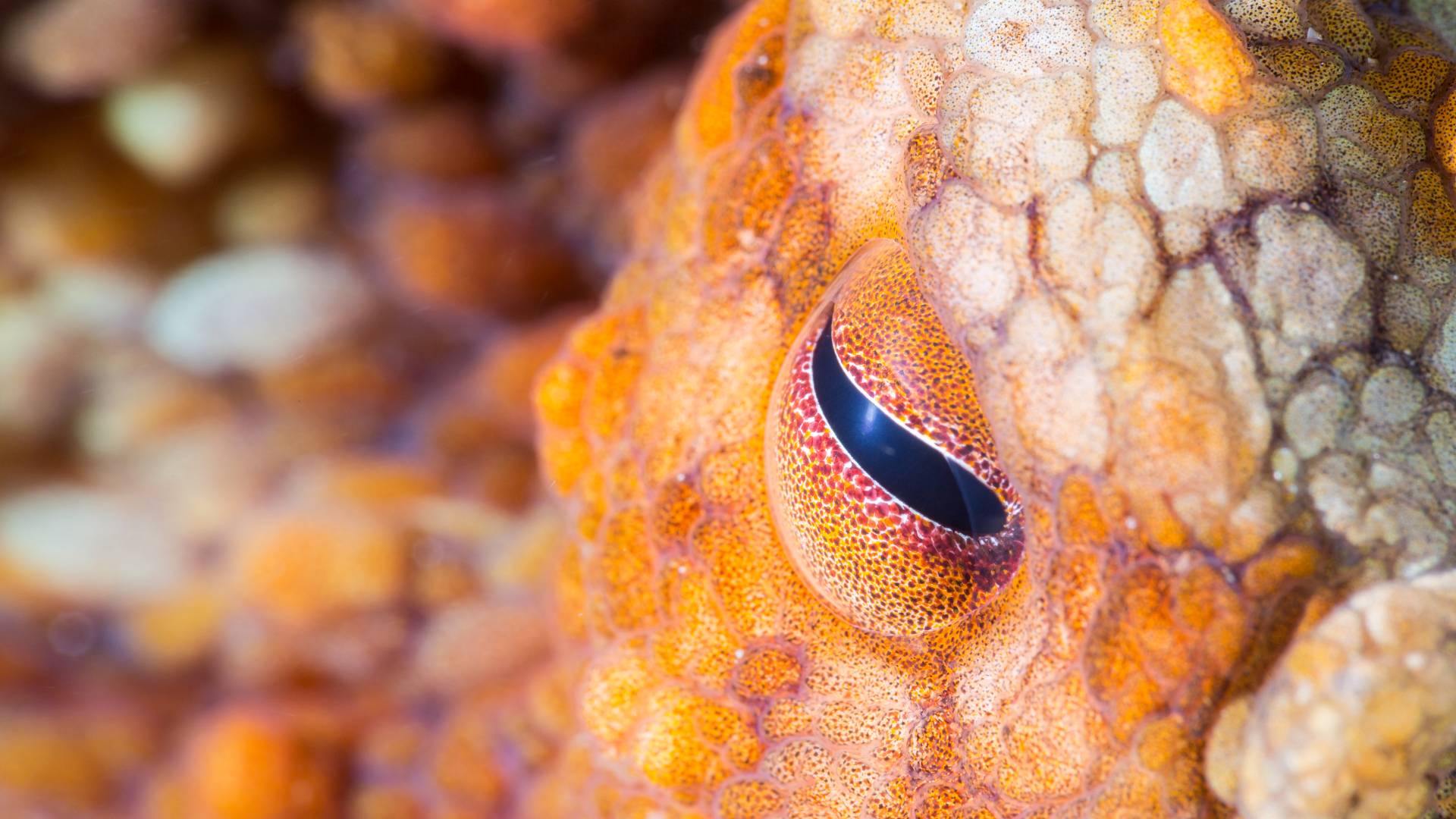 cephalopod eye