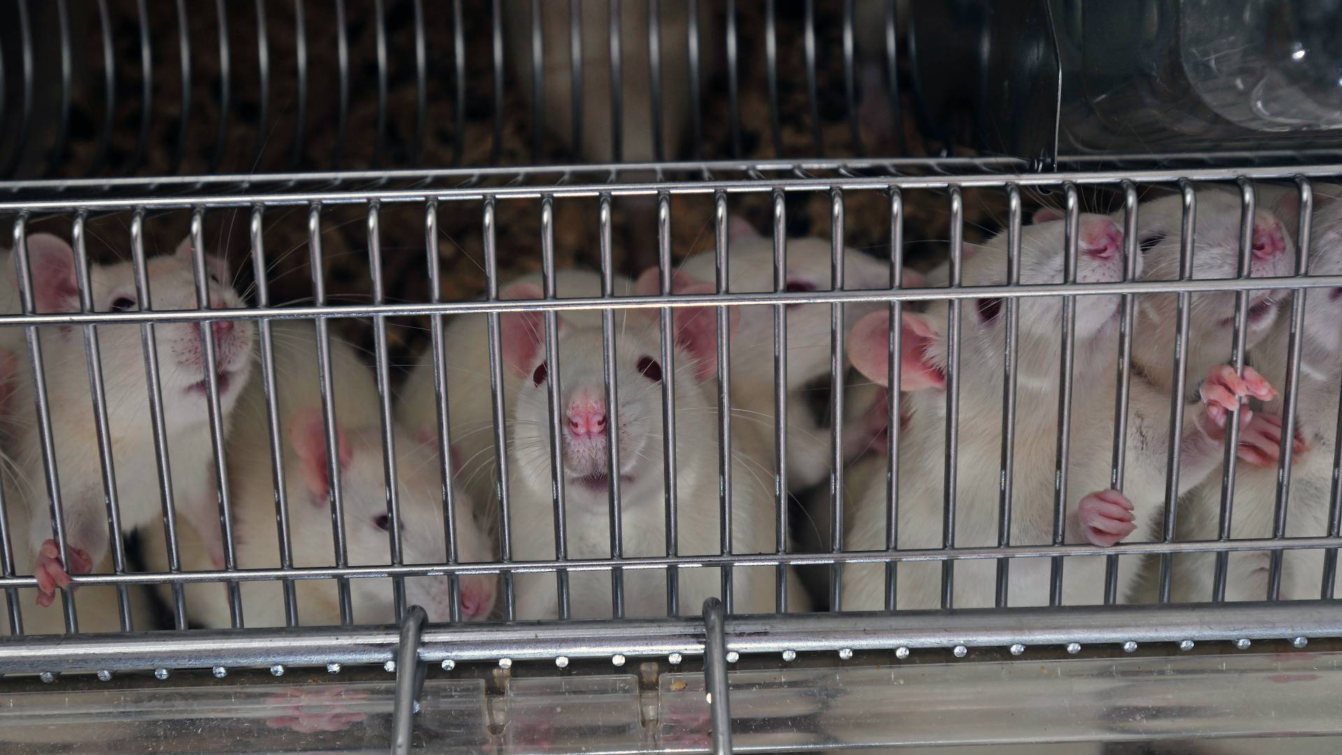 caged lab mice